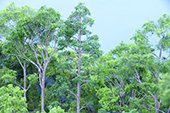 建築模型　植栽051